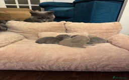 British Shorthair cats for sale: British short hair kittens  - Image 11