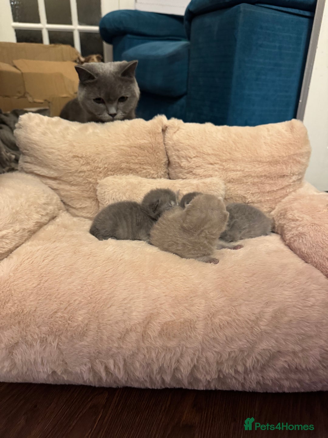 British Shorthair cats for sale: British short hair kittens  - Image 11