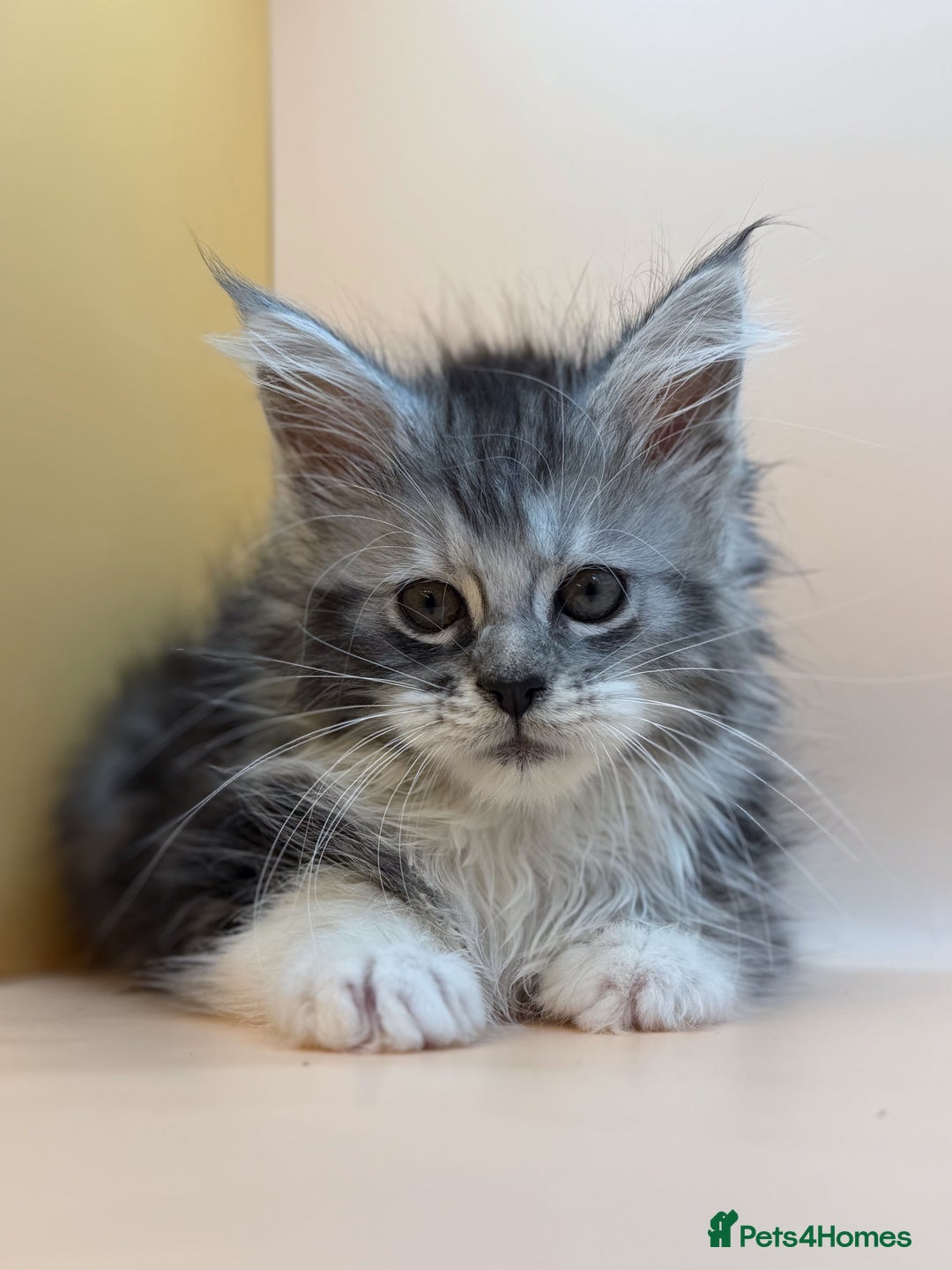 Maine Coon cats for sale: Maine Coons with Tests, Papers, Vet Checks & Vacc. - Advert 35