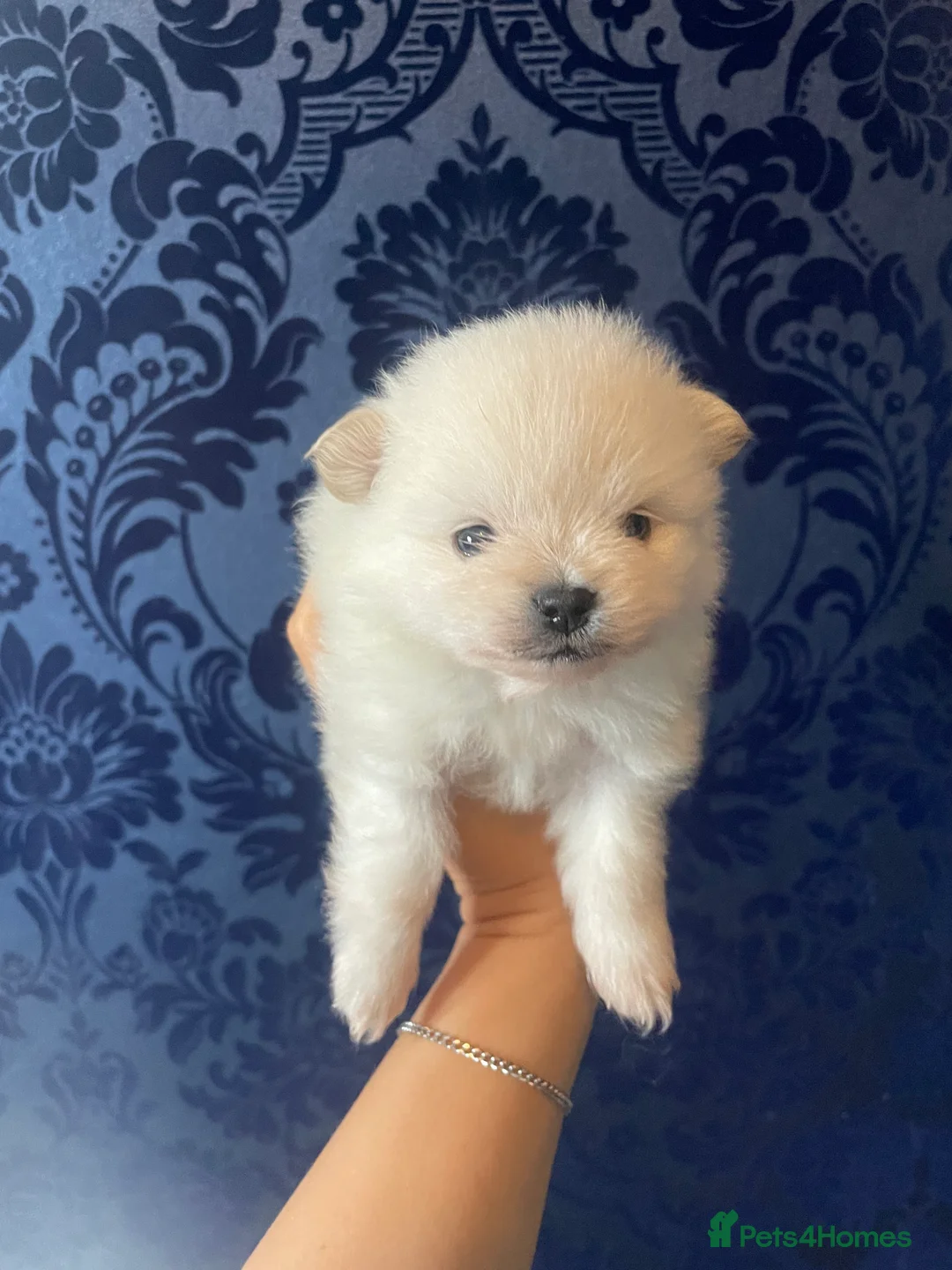 Pomeranian dogs for sale: White KENNEL CLUB Registered CHAMPION Bloodlines - Advert 10