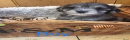 Jackapoo dogs for sale: Mr steven wilson - Advert 14