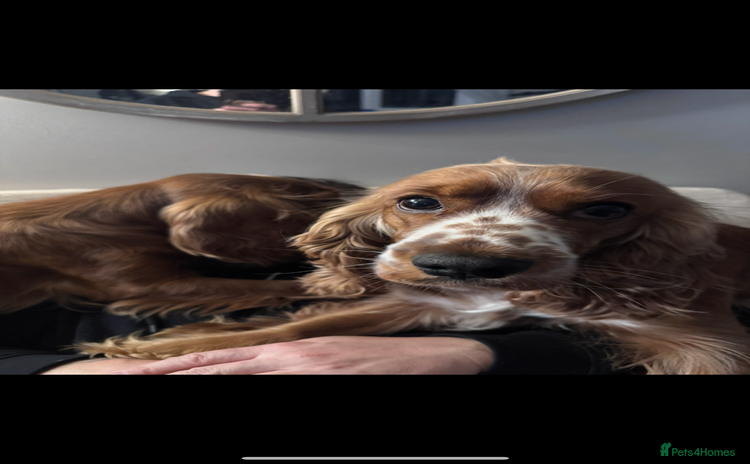 Cocker Spaniel dogs - Advert 5