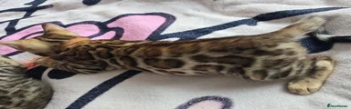 Bengal 3