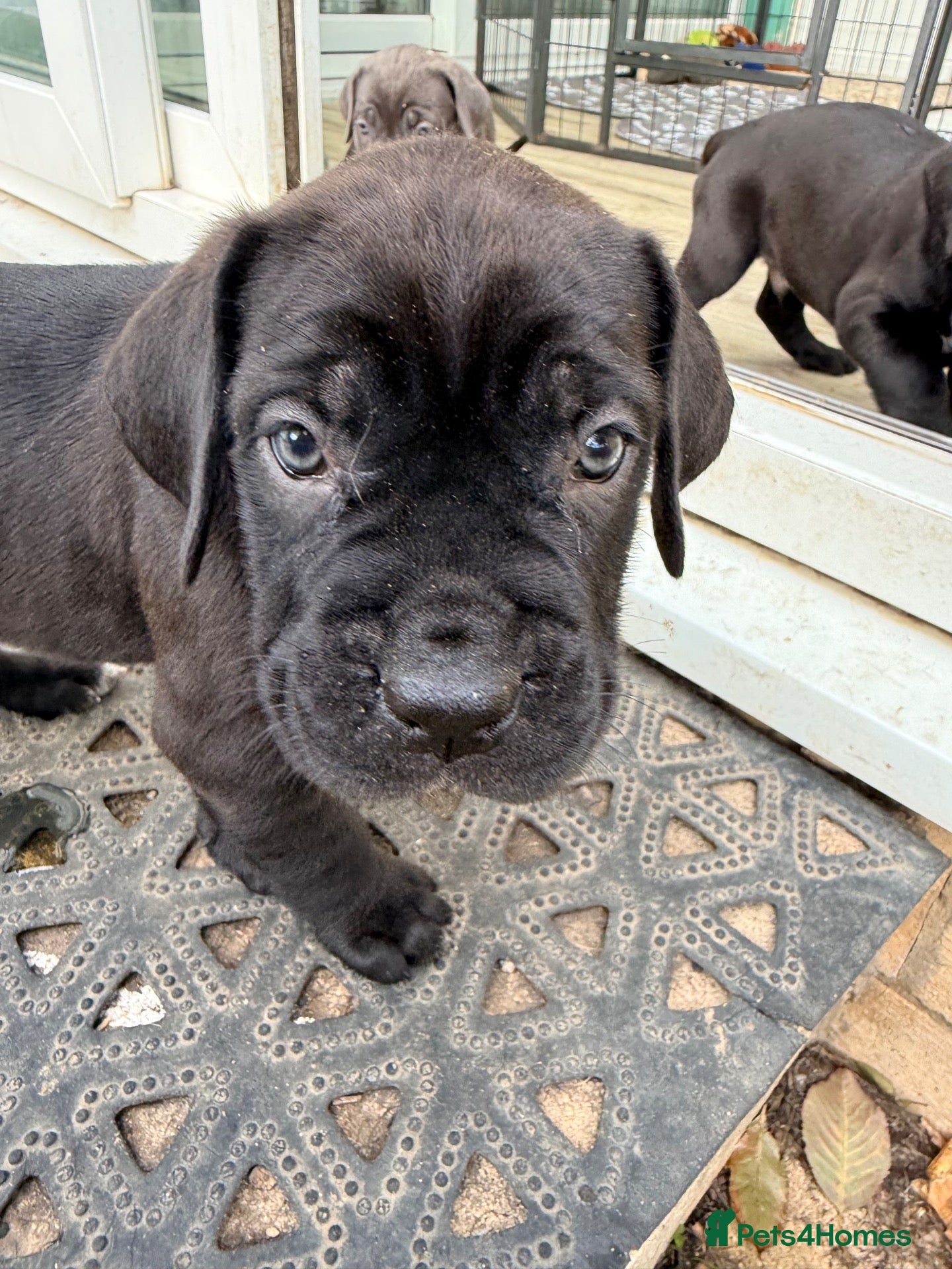 Cane Corso dogs Beautiful pure cane corso pups  - Advert 19