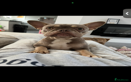 French Bulldog dogs for sale: 💗deliah💗 - Image 2