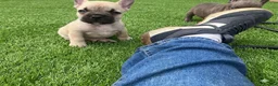French Bulldog dogs for sale: KC French Bulldog - One Left Chocolate - Advert 23