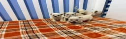 Chihuahua dogs for sale: Chihuahua puppies  in Glasgow - Advert 7