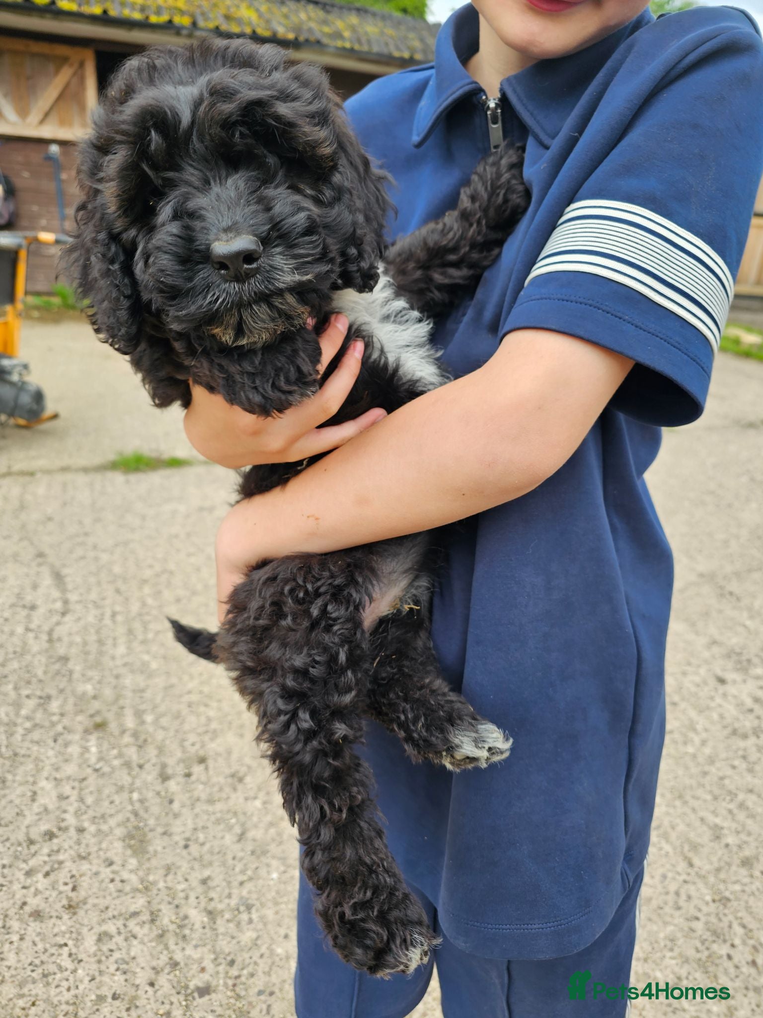 Cockapoo dogs 1 girl F2 show cockapoo puppy remaining ready now - Advert 2