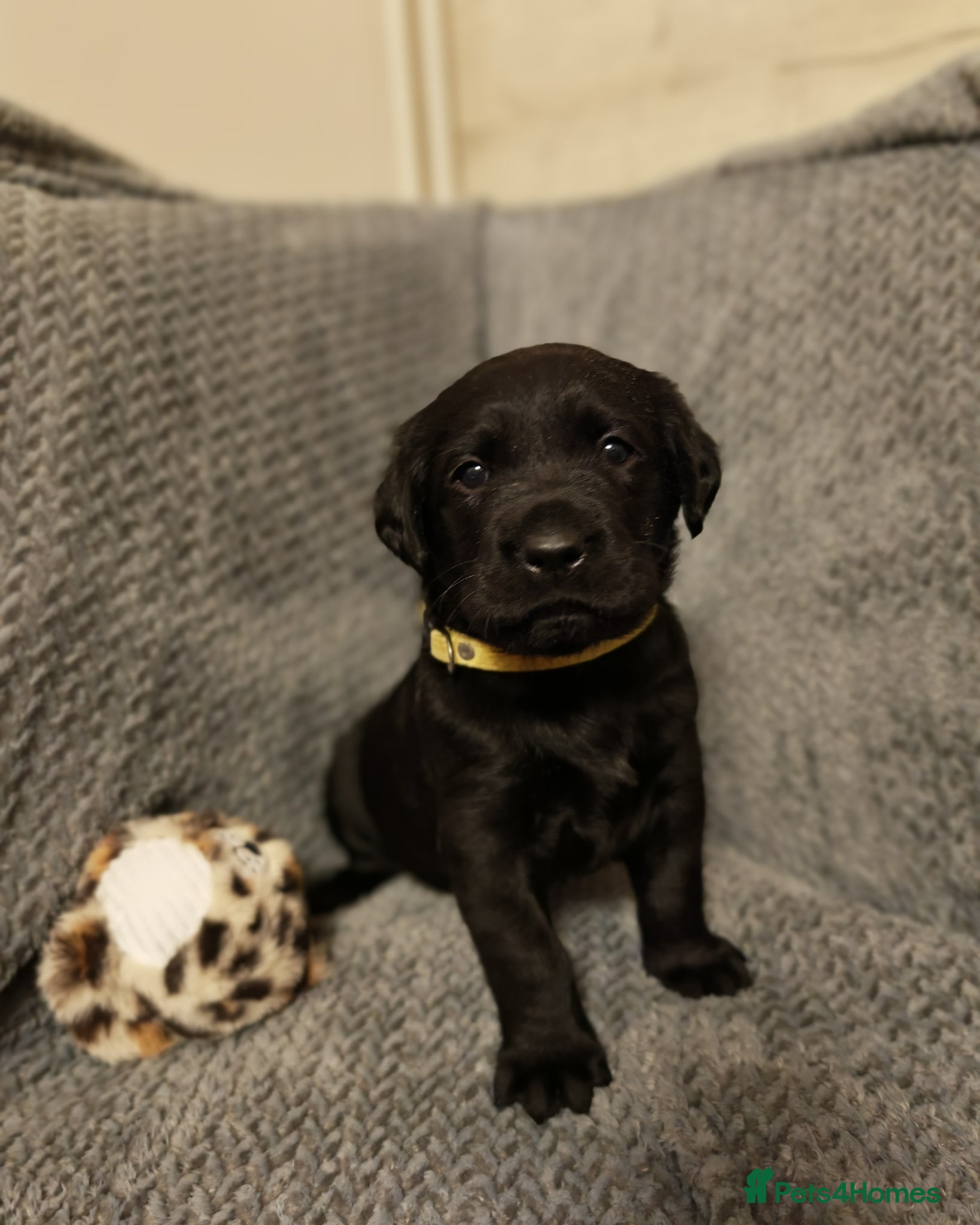 Labrador Retriever dogs Black Labrador puppies  - Advert 3