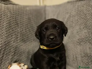 Labrador Retriever dogs Black Labrador puppies - Advert 3