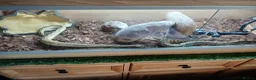 Python Snake reptiles for sale: Two Royal pytones  - Advert 1