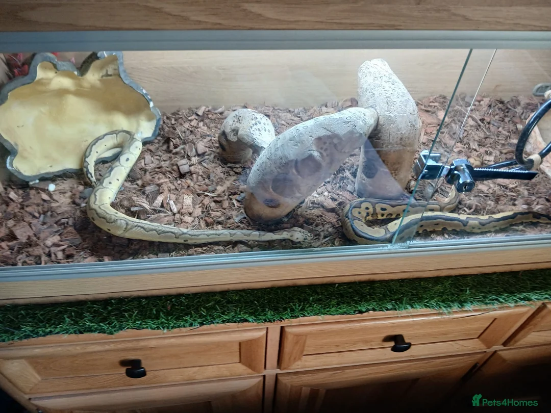 Python Snake reptiles for sale: Two Royal pytones  - Advert 1