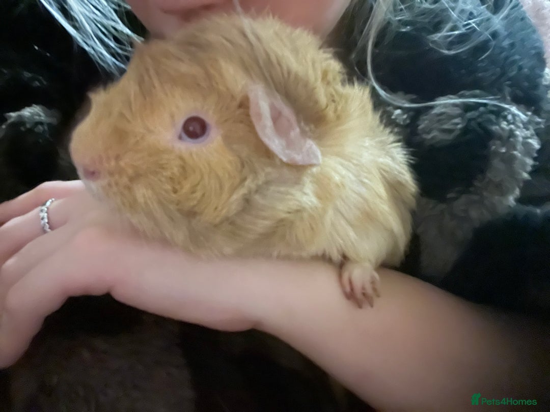 Guinea Pig rodents for sale: Two beautiful guinea pigs.  - Advert 1