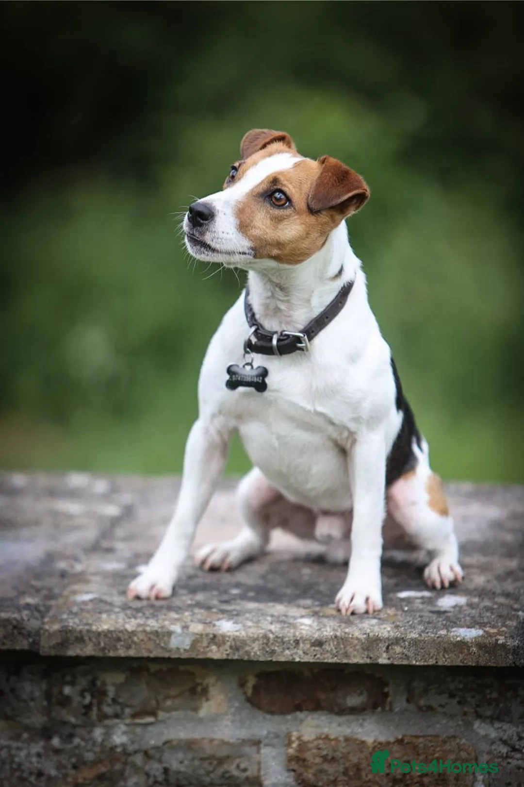 Jack Russell dogs for stud: Digby Jack Russell Stud in Crediton - Advert 3