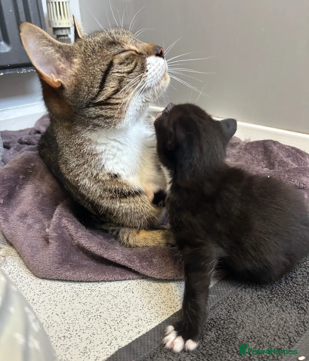 Mixed Breed cats for sale: Beautiful family kittens  - Advert 2