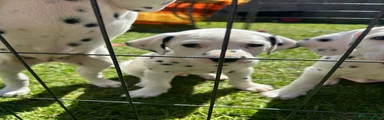 Dalmatian Puppy 2