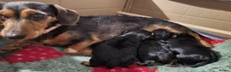 Mixed Breed dogs for sale: Miniature Dauschund/Dorkie pups - Advert 14