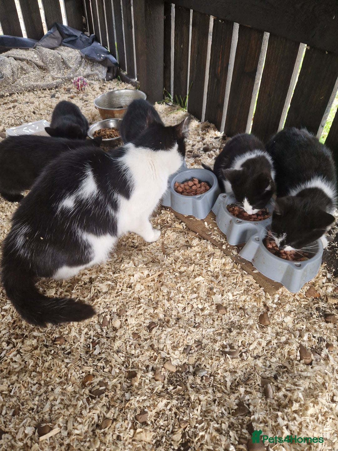 Mixed Breed cats for sale: Farm kittens - Advert 2