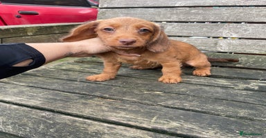 Miniature Dachshund dogs - Advert 9