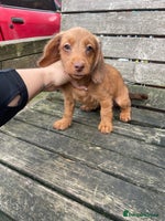 Miniature Dachshund dogs - Advert 9