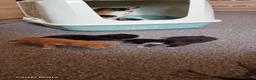 British Longhair cats for sale: Kittens  - Advert 15