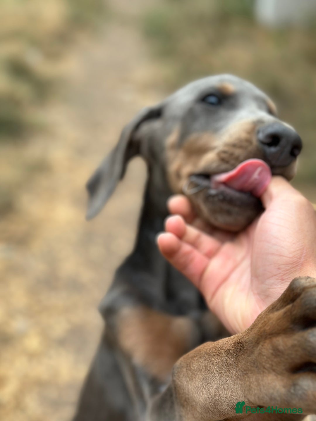 Dobermann dogs for sale: Euro Bred Doberman Blue & Fawn!! - Image 6