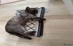 Mixed Breed cats for sale: 🎃 Cute Fluffy Kittens – Persian x BSH Mix - Image 16