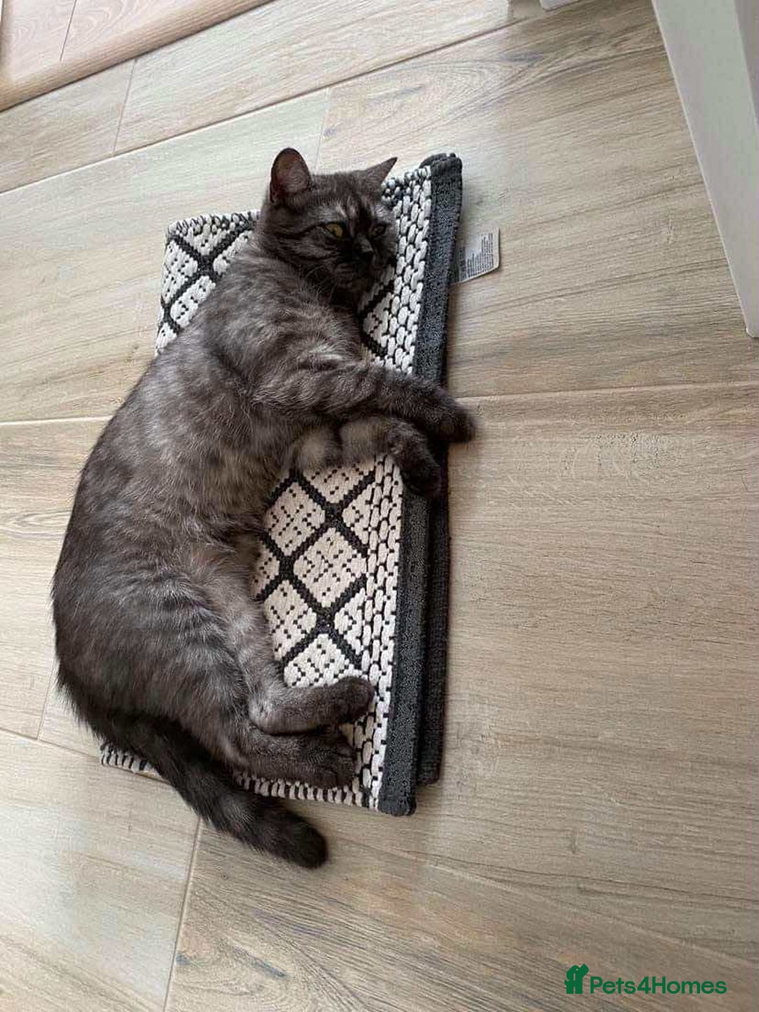 Mixed Breed cats for sale: 🎃 Cute Fluffy Kittens – Persian x BSH Mix - Image 16