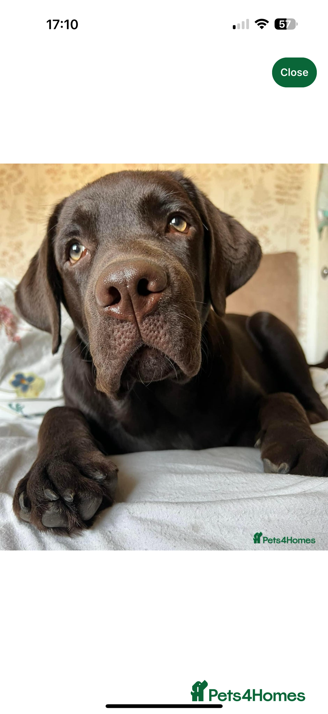 Labrador Retriever dogs for sale: (REDUCED) KC registered Labradors  - Advert 16