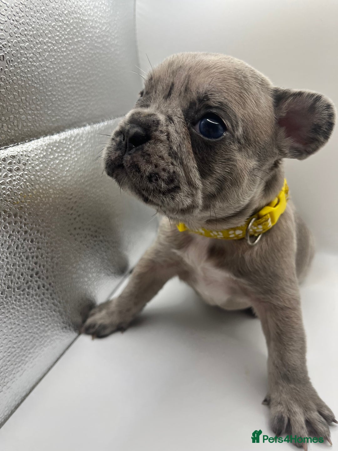 French Bulldog dogs for sale: French bulldog puppies - Advert 30