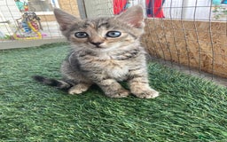 Mixed Breed cats for sale: 2 beautiful kittens  - Image 1