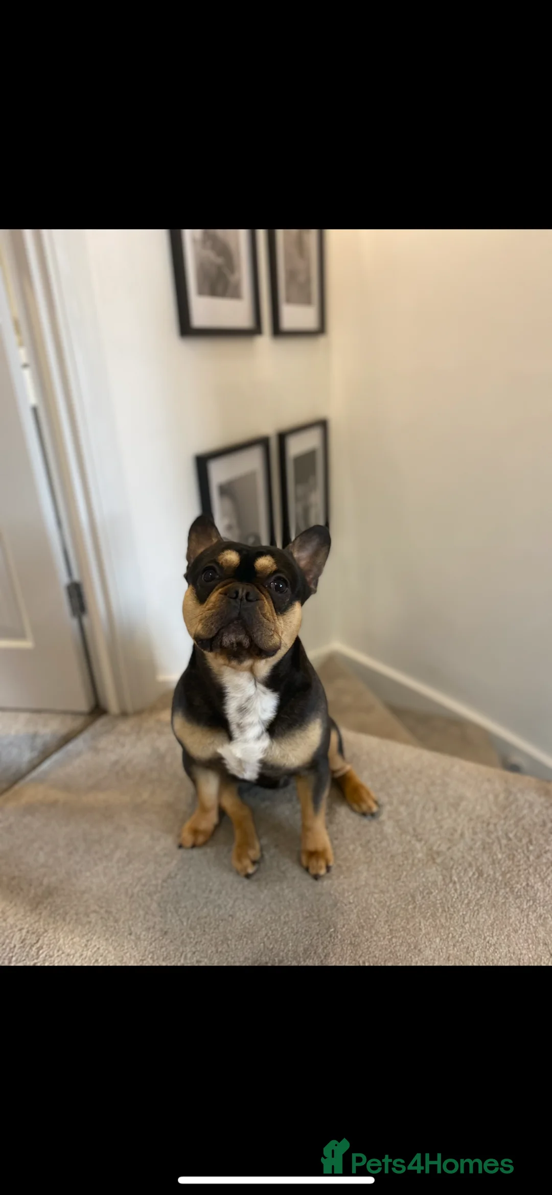 French Bulldog dogs for sale: 5 Year Old Male Frenchie  - Advert 2