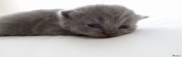 British Shorthair cats for sale: 2 left -GCCF Registered British Shorthair Kittens  - Advert 25