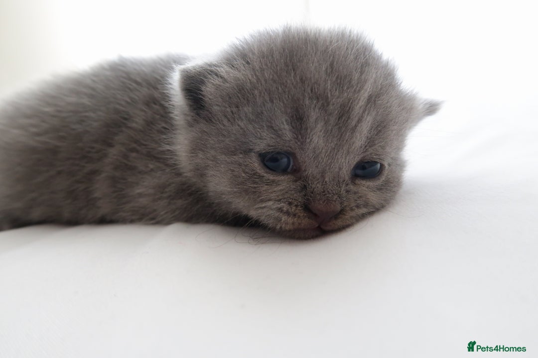 British Shorthair cats for sale: 2 left -GCCF Registered British Shorthair Kittens  - Advert 25