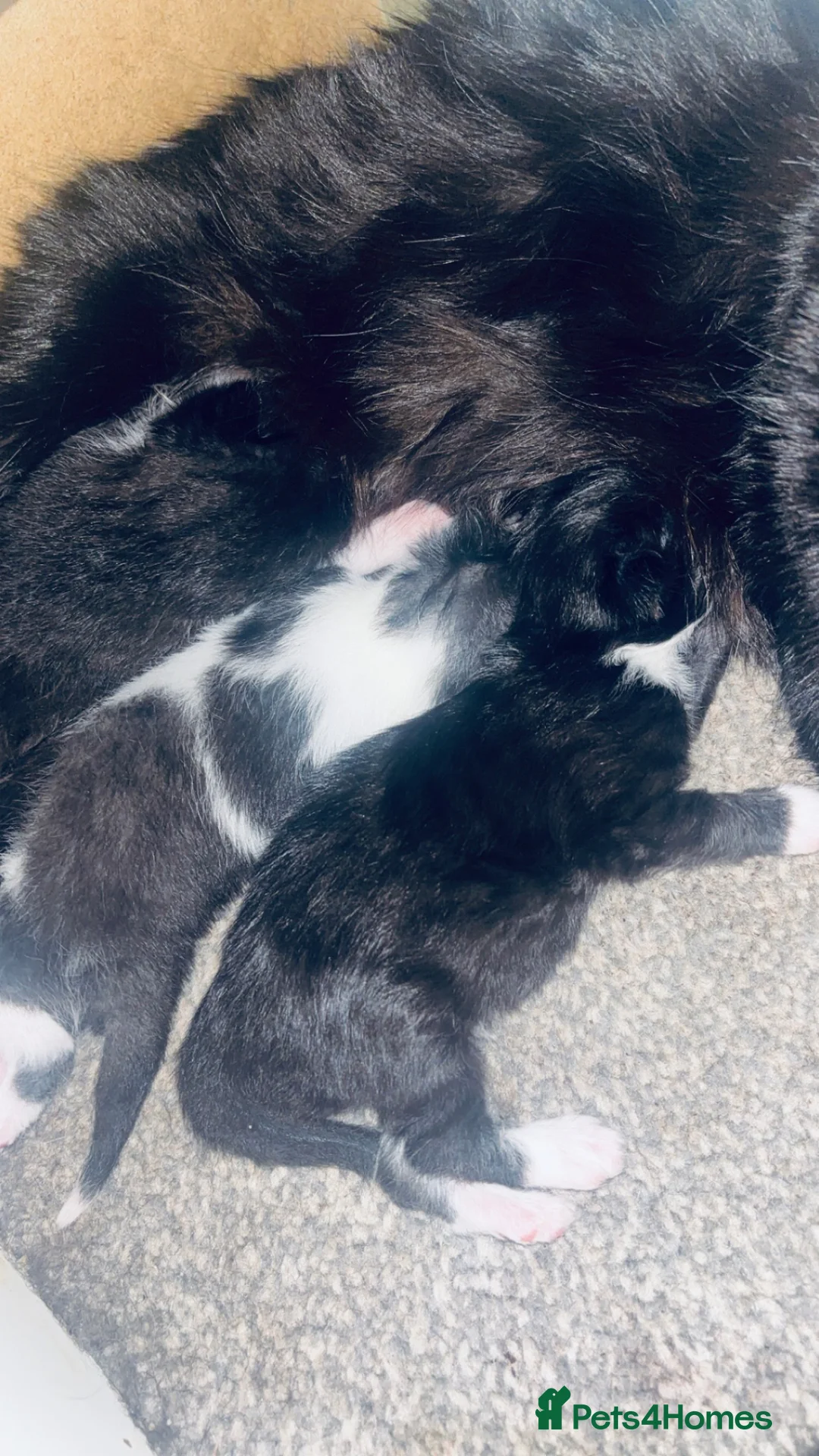 Mixed Breed cats for sale: RAGDOLL CROSS KITTENS  in Manchester - Advert 6