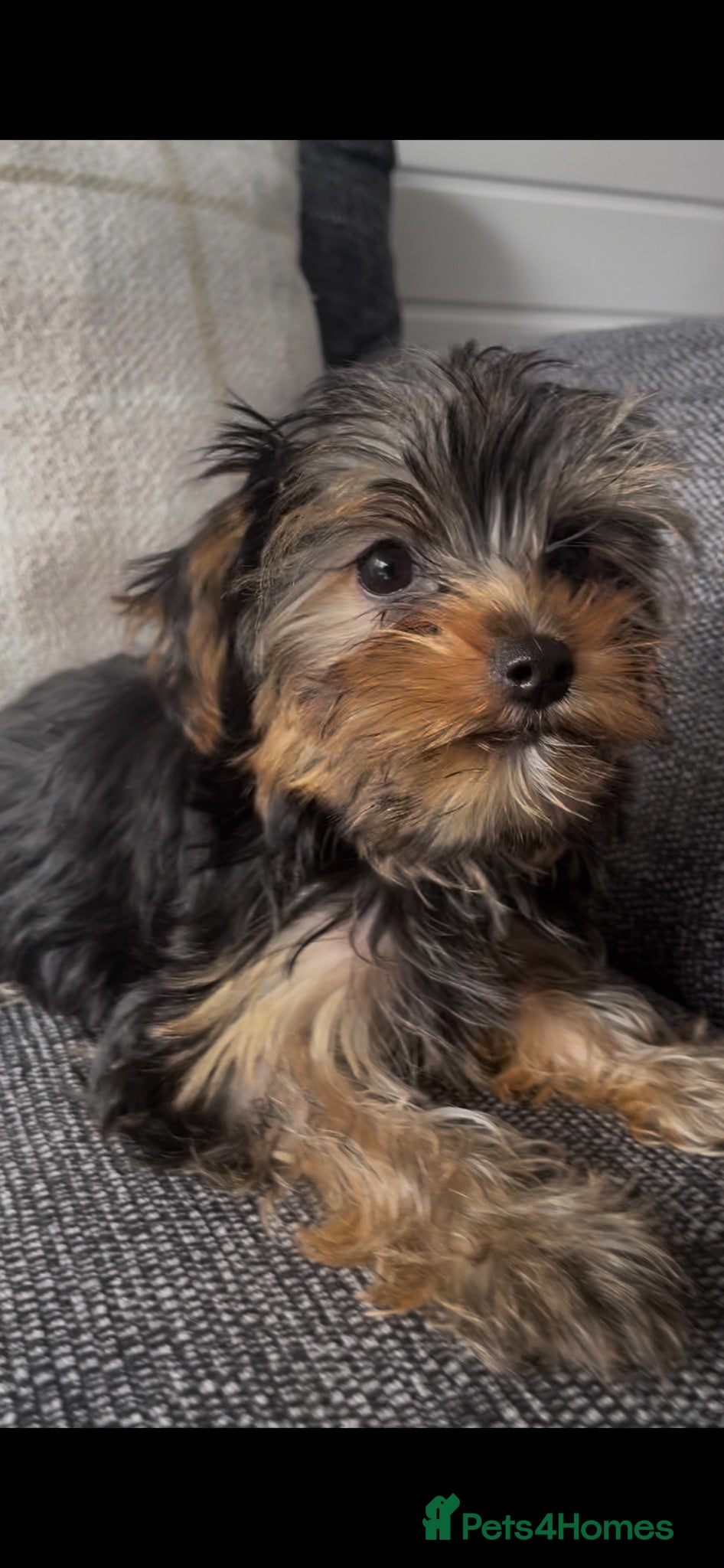 Yorkshire Terrier dogs KC MINI YORKIE FEMALE,ready to go, full vaccs chip - Advert 1