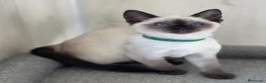 Siamese 8