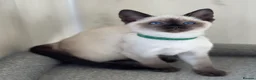Siamese cats for sale: GCCF Registered Traditional Siamese Kittens  - Advert 8