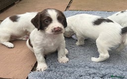 English Springer Spaniel dogs for sale: Oustanding DNA KC working Springer Spaniel pups - Image 10