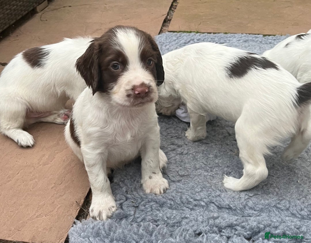 English Springer Spaniel dogs for sale: Oustanding DNA KC working Springer Spaniel pups - Image 10