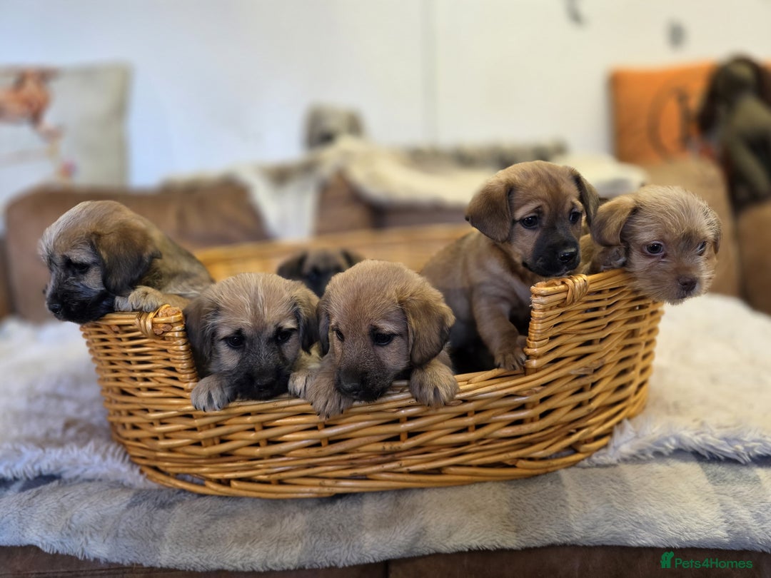 Jack Russell dogs for sale: Beautiful types of broken coated and smoothed  - Image 5
