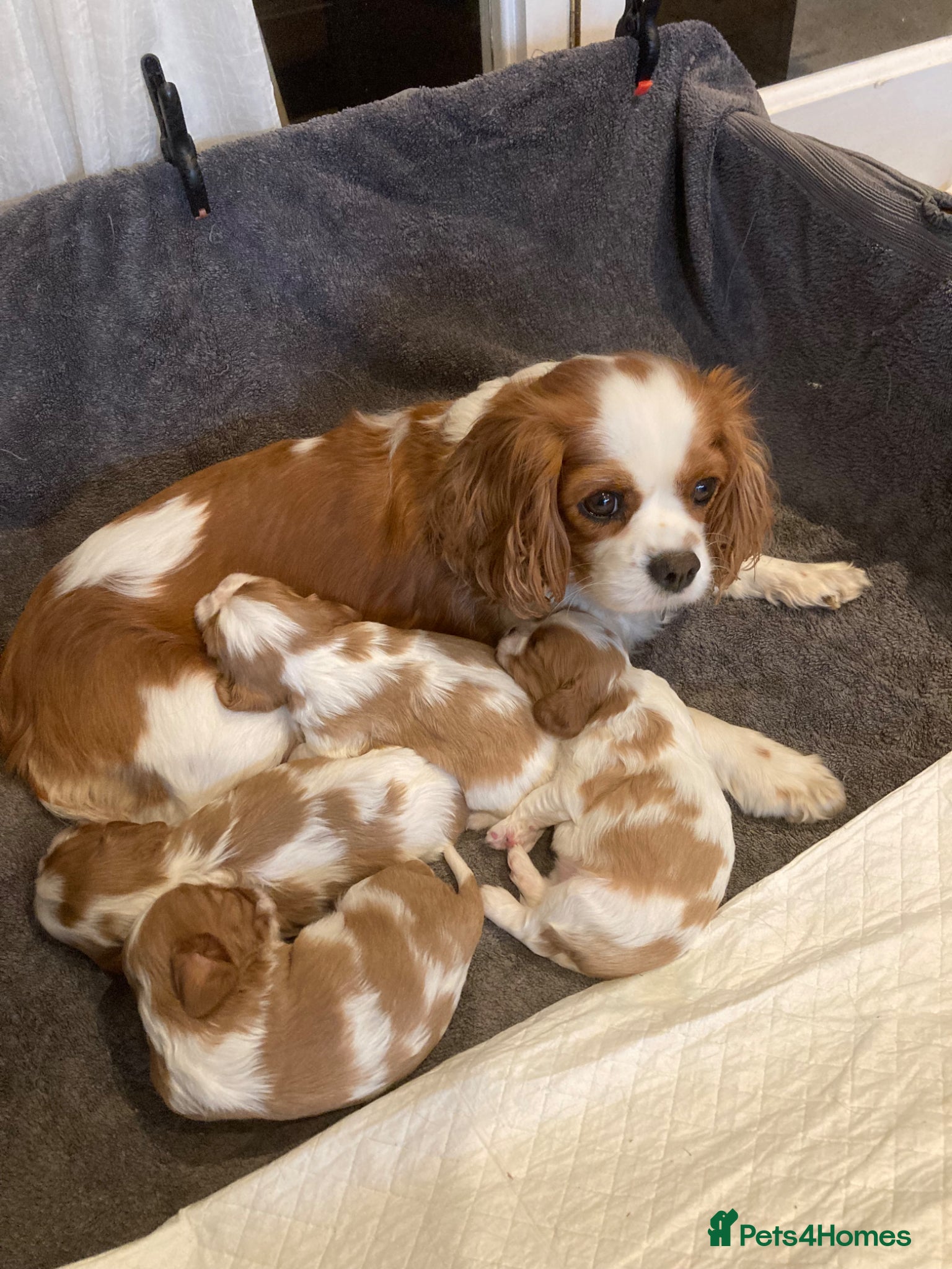 Cavalier King Charles Spaniel dogs Blenheim Cavelier King Charles Spaniel - Advert 1