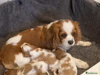 Cavalier King Charles Spaniel dogs Blenheim Cavelier King Charles Spaniel - Advert 3