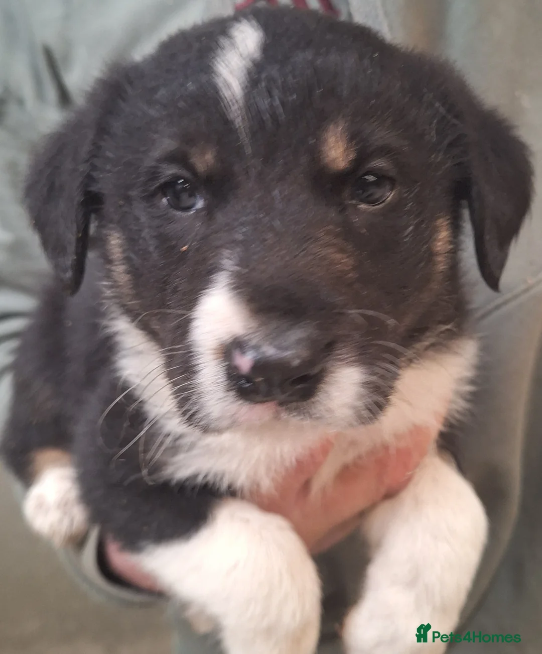 Mixed Breed dogs for sale: Retriever X Collie Pups - Advert 1