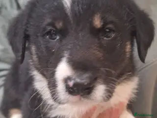Mixed Breed dogs Retriever X Collie Pups - Advert 2