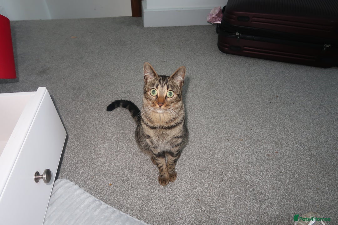 Mixed Breed cats for sale: Mixed bengal kitten - Advert 3