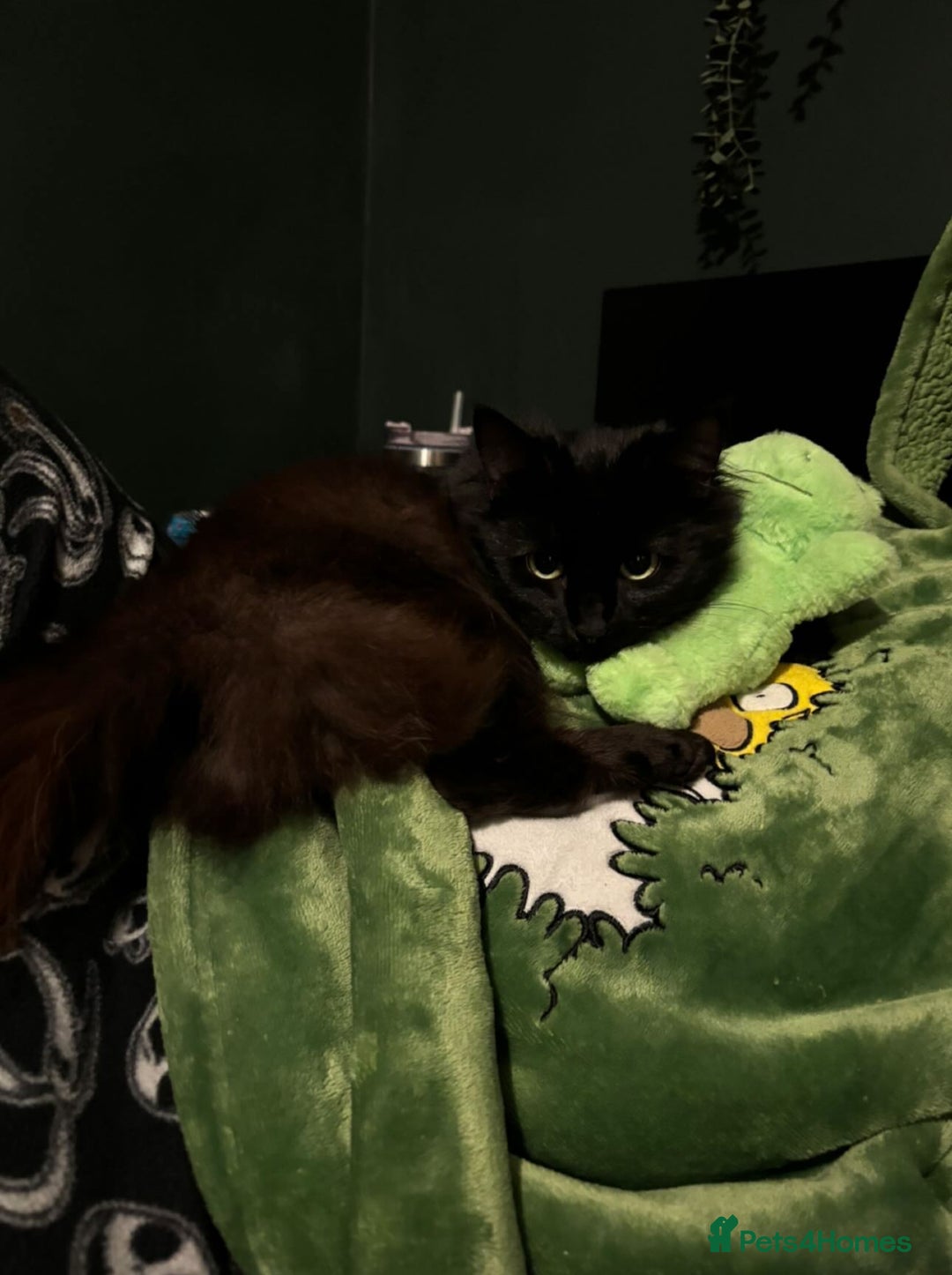 Siberian cats for sale: Black fluffy Siberian mix - Image 3