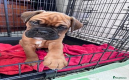 Boxer dogs for sale: 1 Female Boxer X Puppies-Ready Now - Image 28