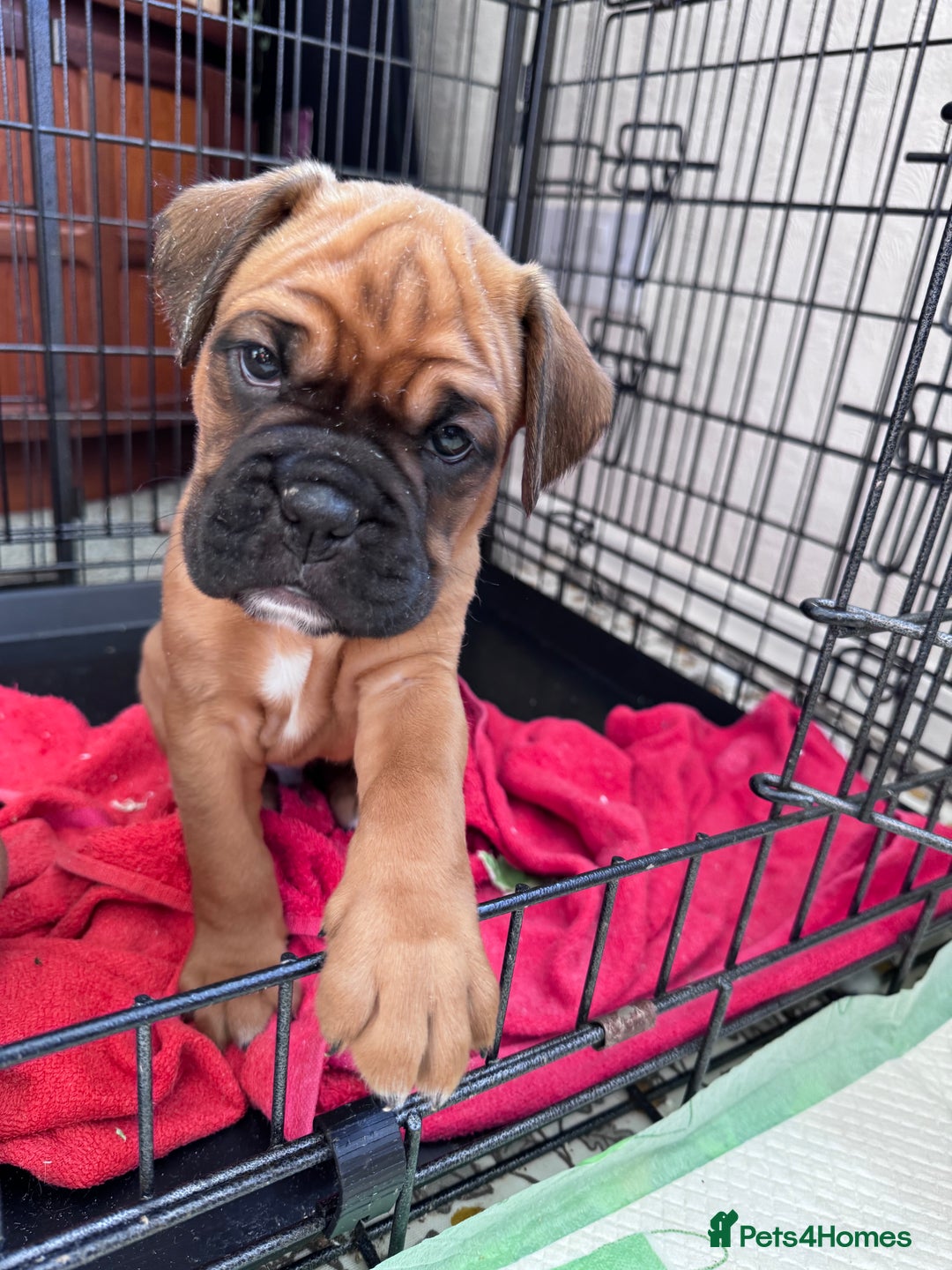Boxer dogs for sale: 1 Female Boxer X Puppies-Ready Now - Image 28