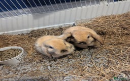 Mini Lop rabbits for sale: Pure bred mini lop doe  - Image 3